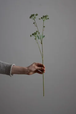 Blomst - Angelica H56cm