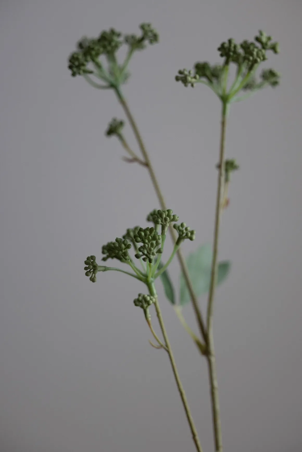 Blomst - Angelica H56cm