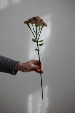 Blomst - Bergknapp 50cm