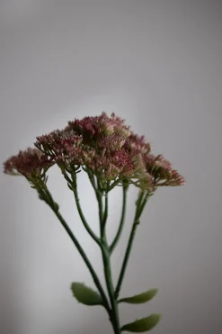 Blomst - Bergknapp 50cm