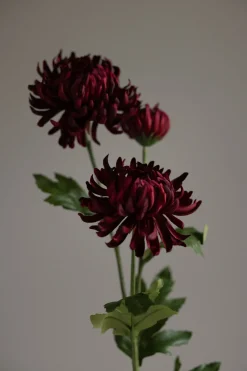 Blomst - Chrysanthemum H60cm
