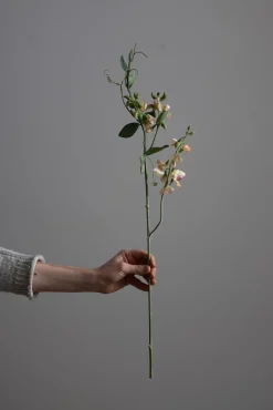 Blomst - Erteblomst H69cm Rosa