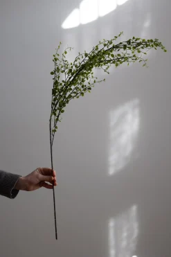 Blomst - Muehlenbeckia 100cm