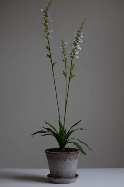 Blomst - Porselensveronika H100cm