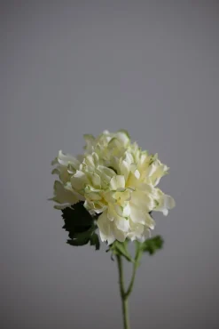 Blomst - Ranunkel H60cm