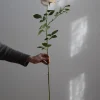 Blomst - Rose 90cm Gul