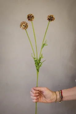 Blomst - Scabiosa h60cm