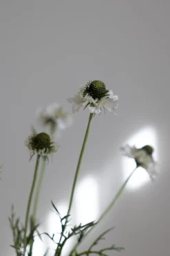 Blomst - Scabiosa H89cm Cream