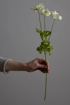 Blomst - Sommerfuglranunkel H54cm