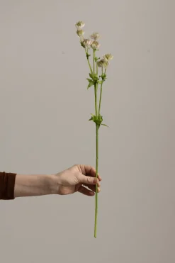Blomst - Stjerneskjerm H55cm