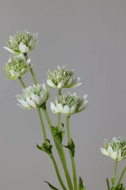 Blomst - Stjerneskjerm Hvit