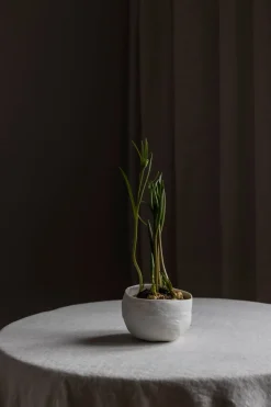 Bolle - Plaster Hvit