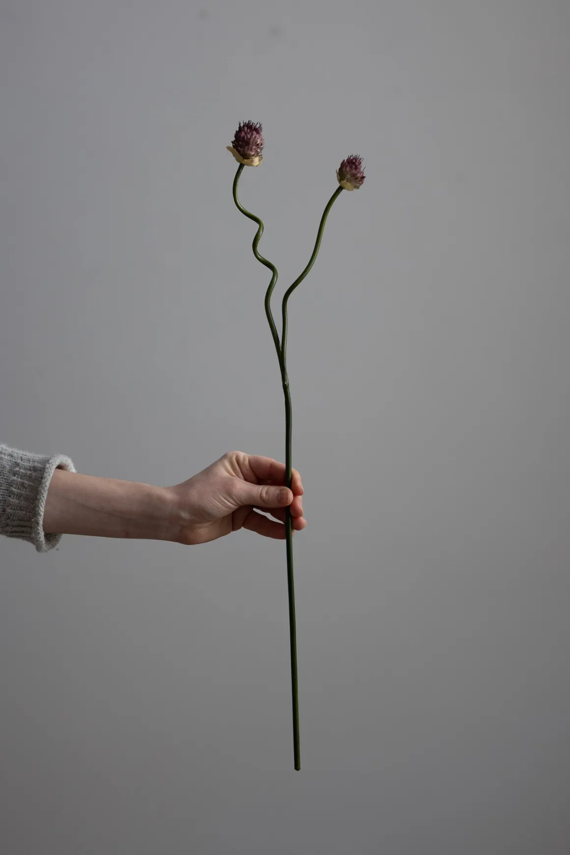 Kvist - Allium H65cm