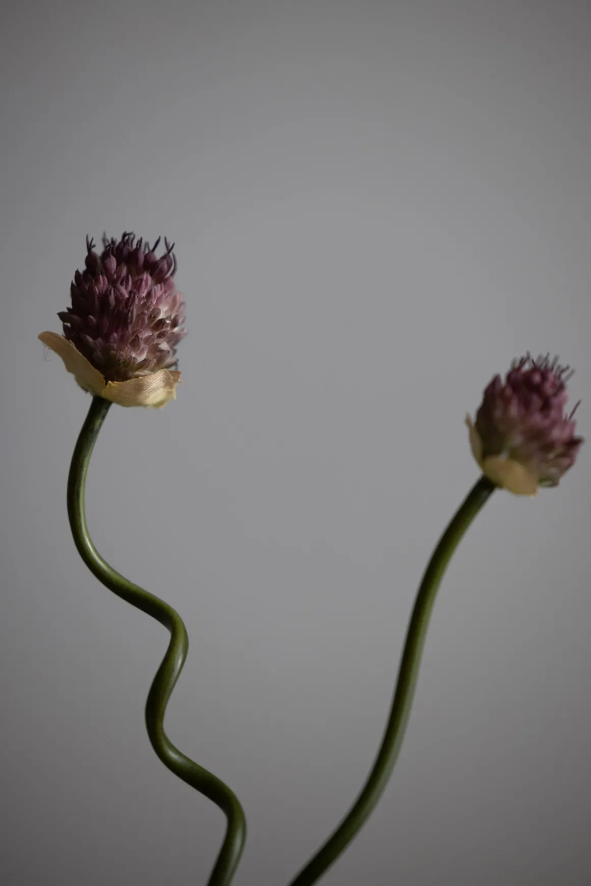 Kvist - Allium H65cm
