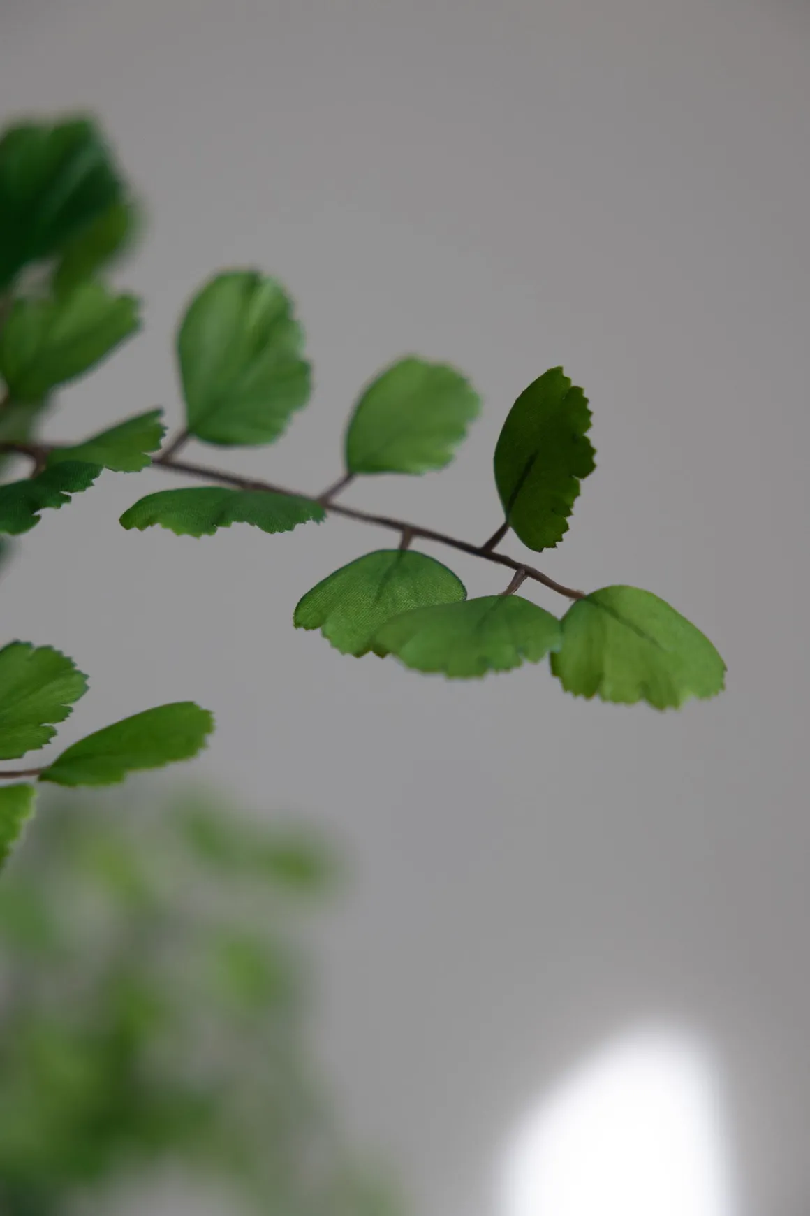 Plante - Bregne H113cm Grønn