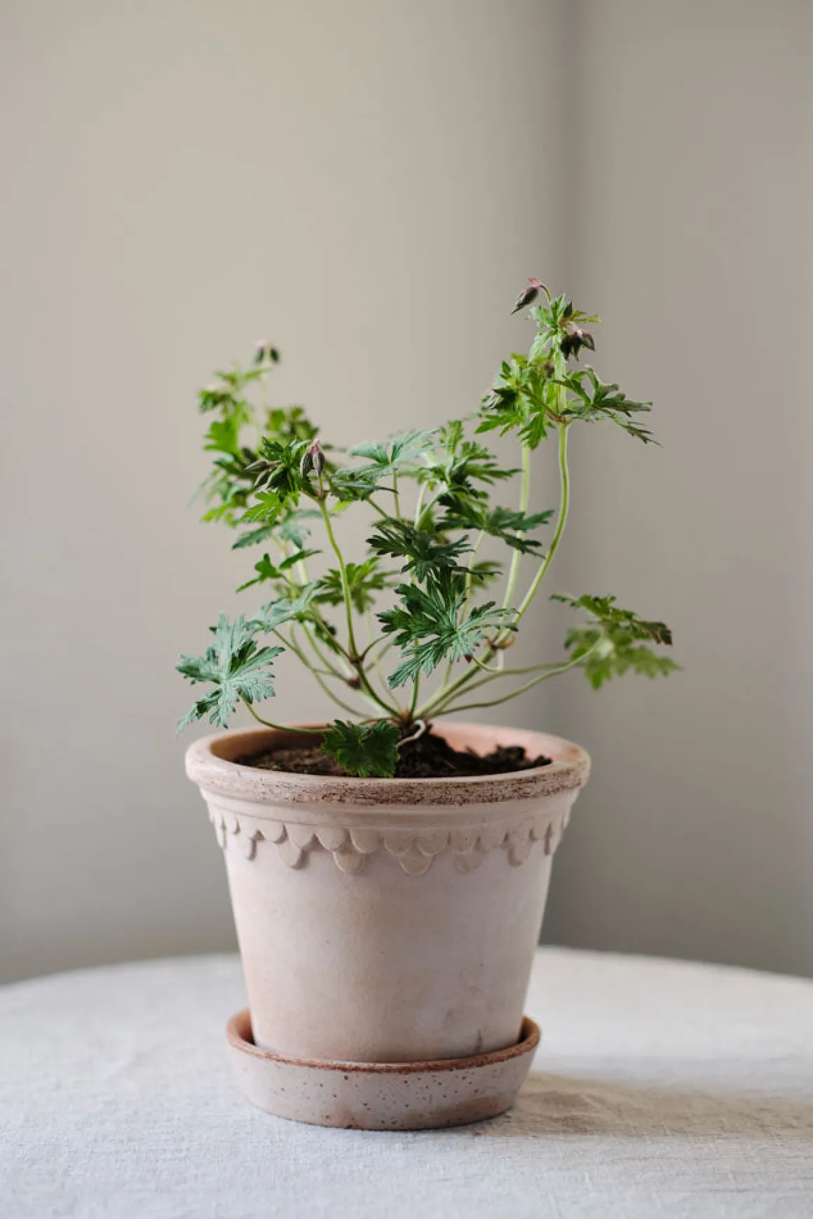 Potte - Københavner m/Skål Rose