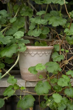 Potte - Københavner m/Skål Rose