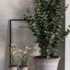Potteplante - Eucalyptus H110cm