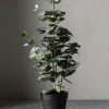 Potteplante - Eucalyptus H55cm