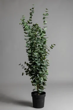 Potteplante - Eucalyptus H170cm