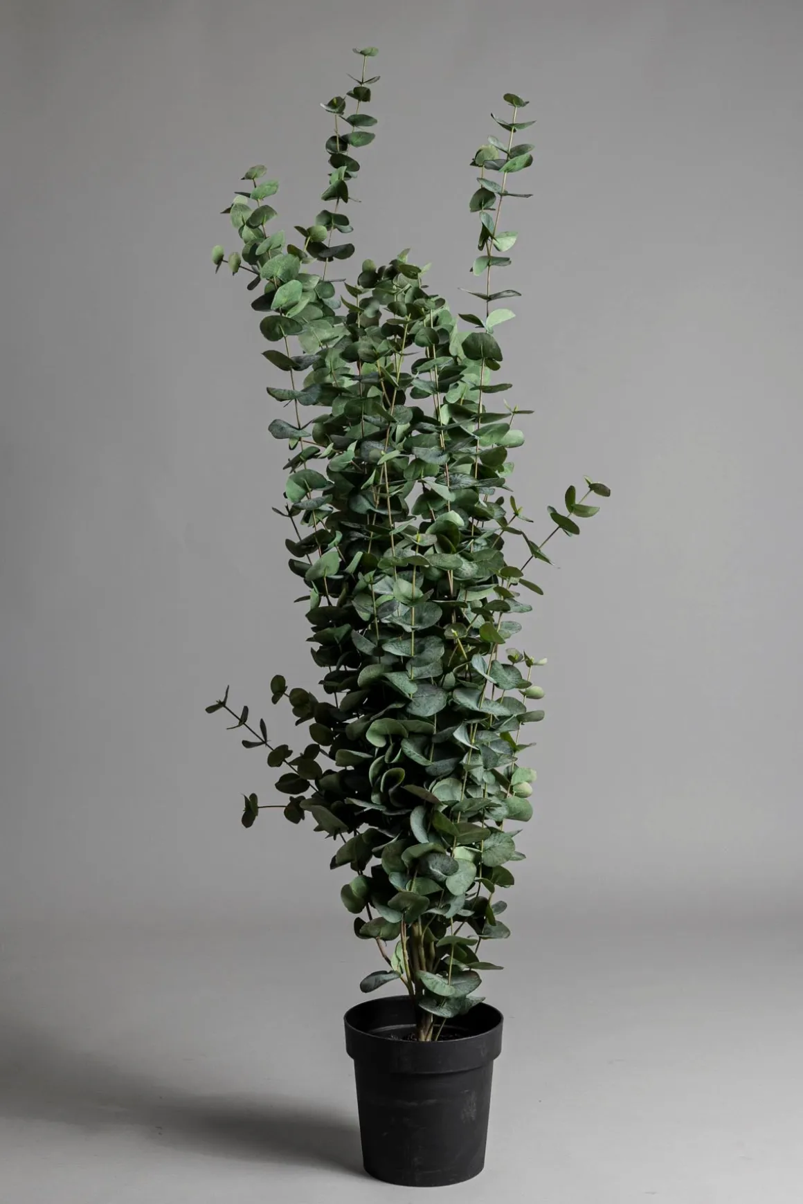 Potteplante - Eucalyptus H170cm