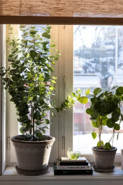 Potteplante - Eucalyptus H110cm