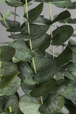 Potteplante - Eucalyptus H170cm