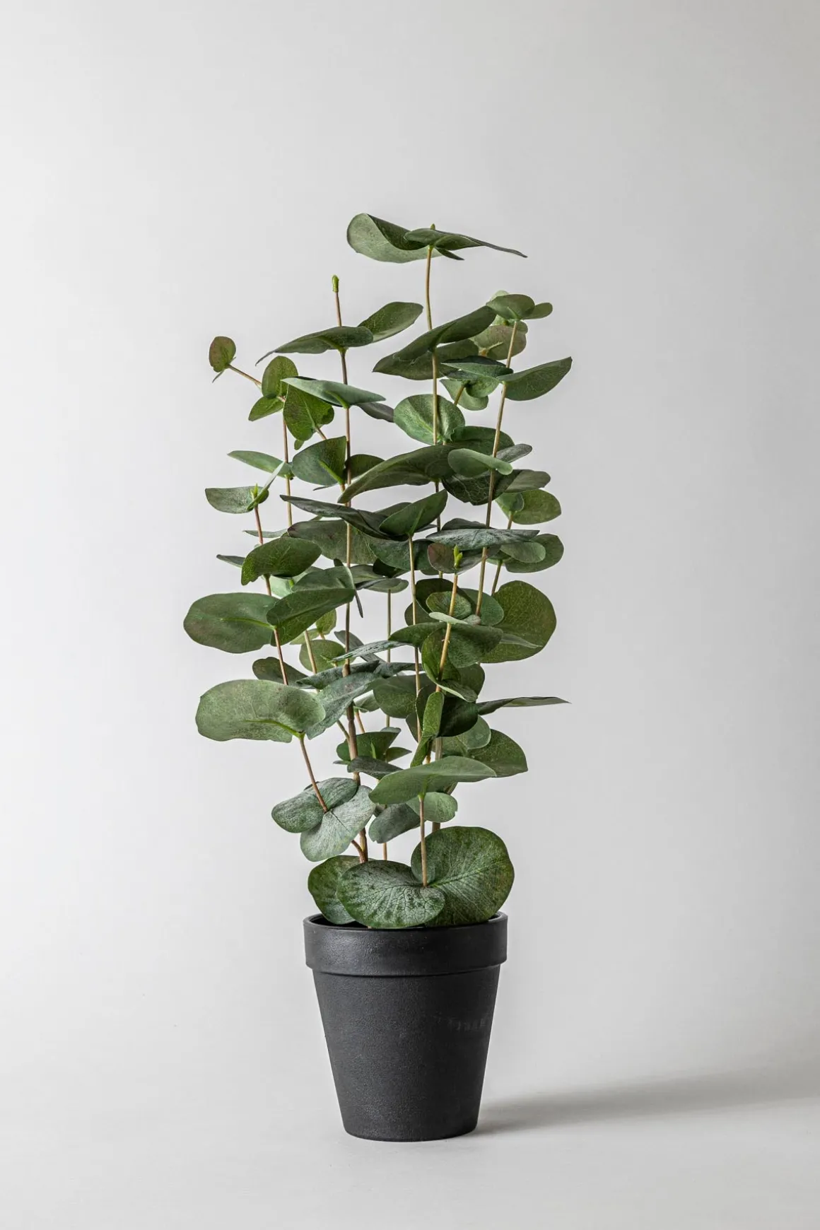 Potteplante - Eucalyptus H55cm
