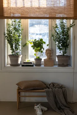 Potteplante - Eucalyptus H110cm