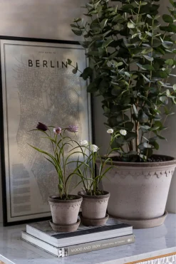 Potteplante - Eucalyptus H110cm