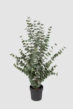 Potteplante - Eucalyptus H110cm