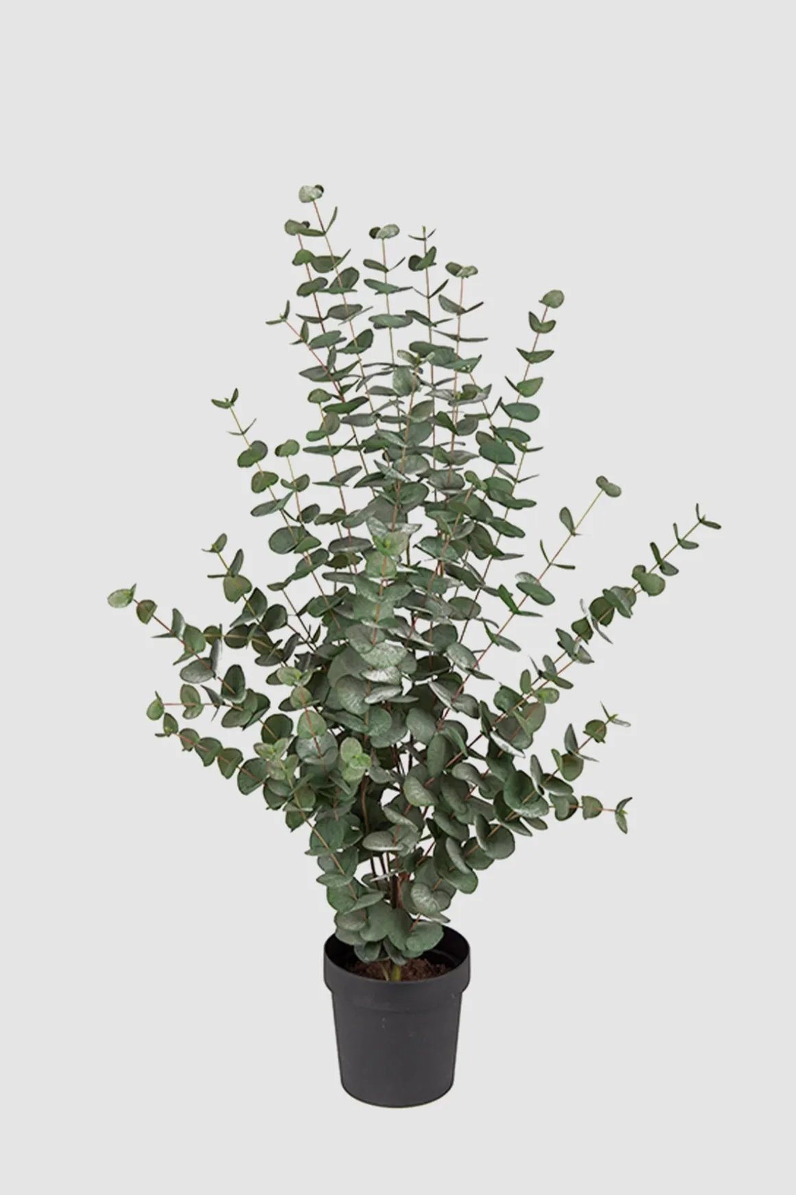 Potteplante - Eucalyptus H110cm