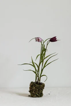 Potteplante - Frittilaria h30cm