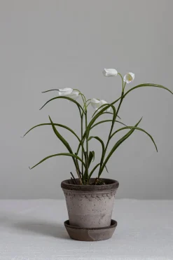 Potteplante - Frittillaria H25cm