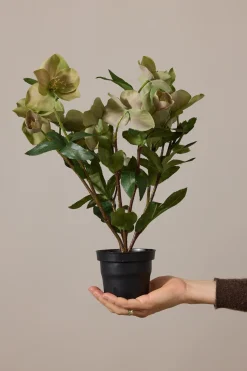 Potteplante - Helleborus  H35cm Rosa