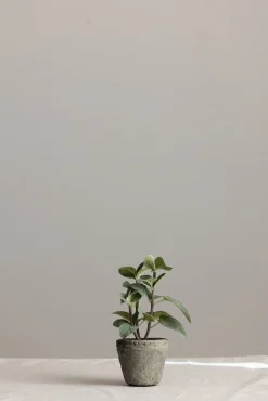 Potteplante - Krydder H20cm Mynte