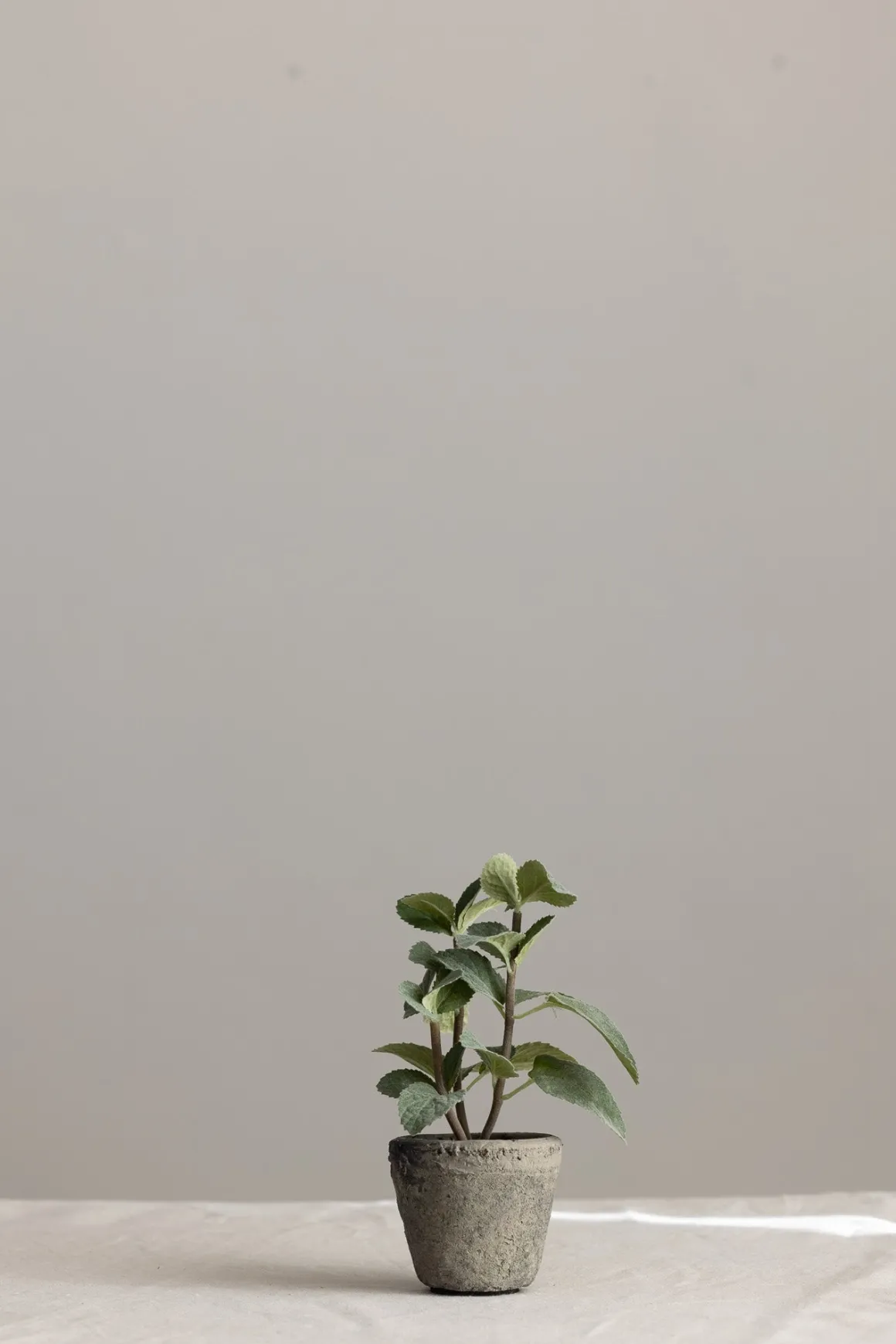 Potteplante - Krydder H20cm Mynte