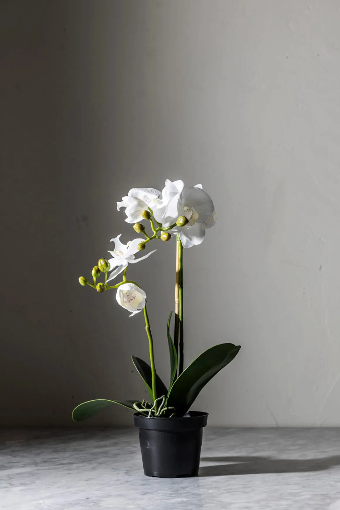 Potteplante - Orkidé H45cm