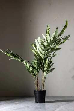 Potteplante - Ormbunke H75cm