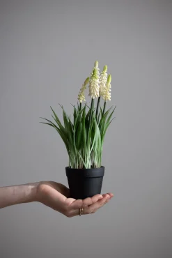 Potteplante - Perleblomst H28cm