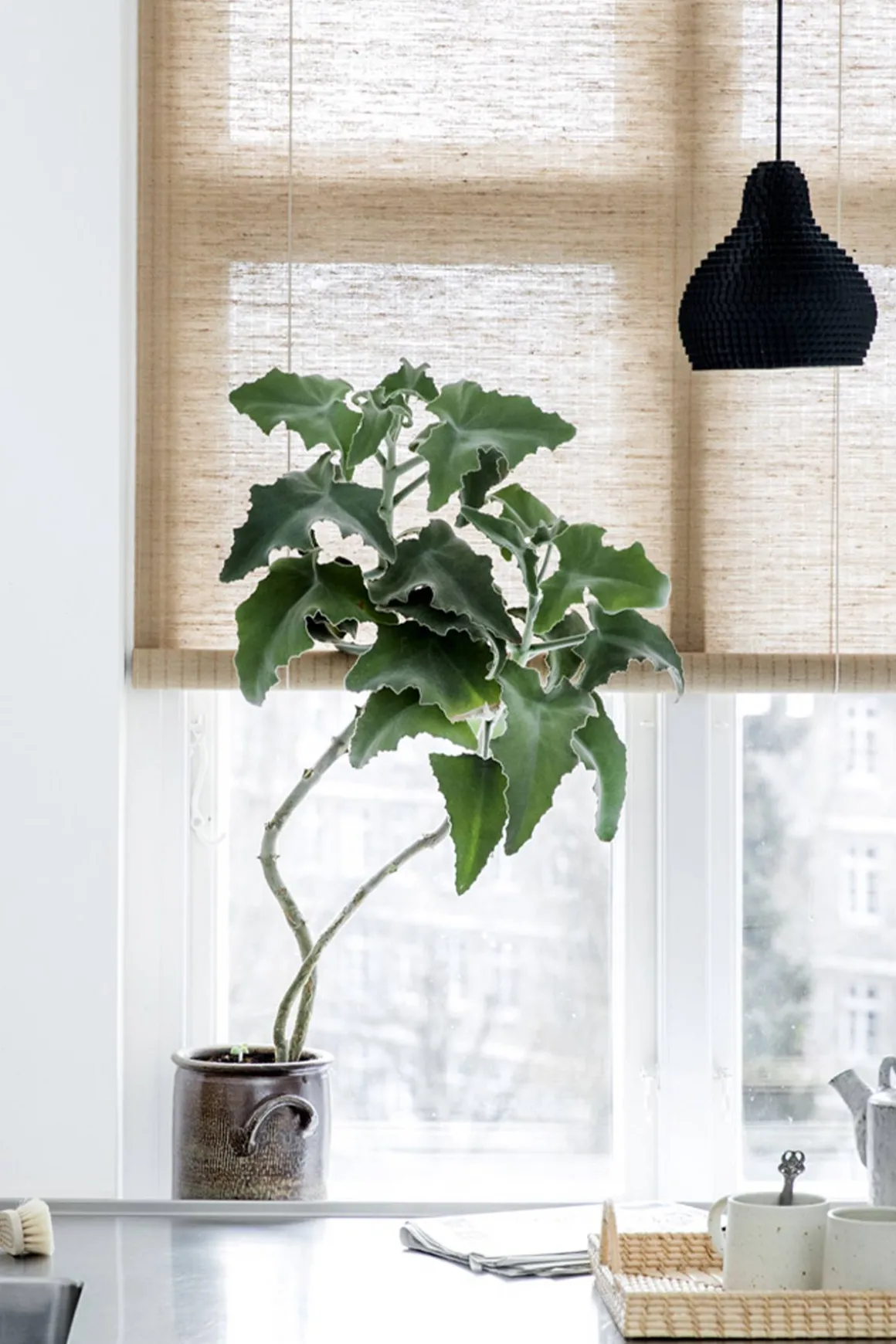 Rullegardin - Brun Plante