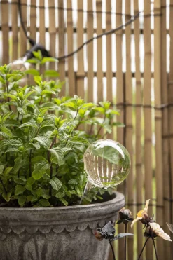 Selvvanningsglass - Olivia Rund  H26cm