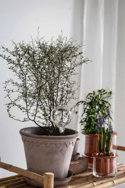 Selvvanningsglass - Olivia Rund  H26cm